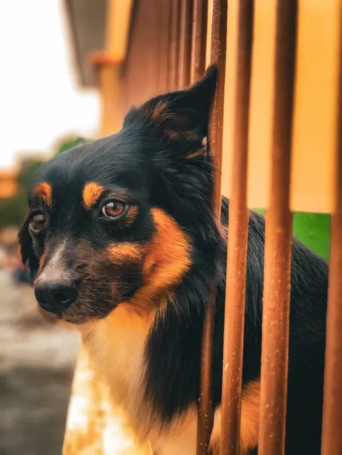 dog jealousy