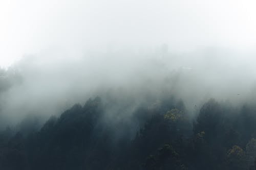 Kostnadsfri bild av barrträd, dimma, dyster