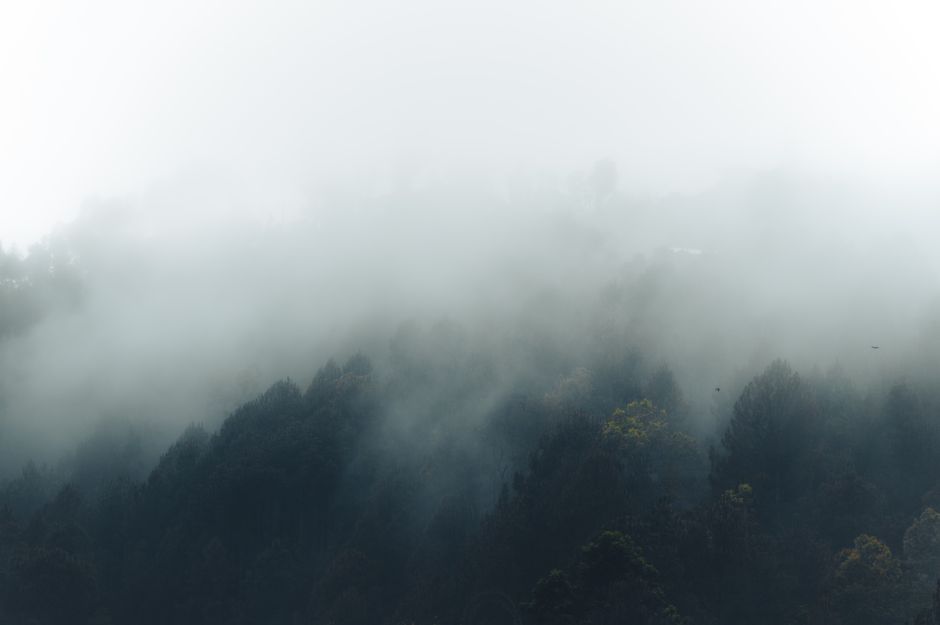 Captivating mist over a tranquil autumn forest, creating a serene and moody atmosphere.