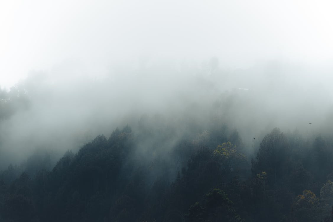 Free View of a Fog over the Conifer Forest  Stock Photo