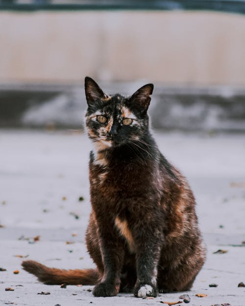 Fotos de stock gratuitas de enfoque selectivo, fondo de pantalla para el móvil, fotografía de animales