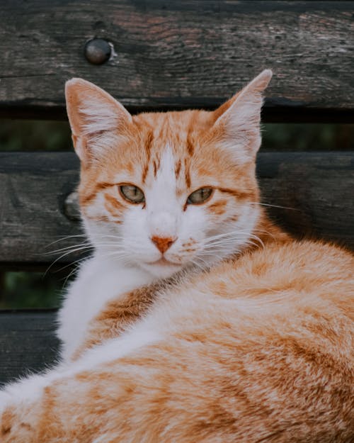 Gratis stockfoto met aan het liegen, bank, bicolor