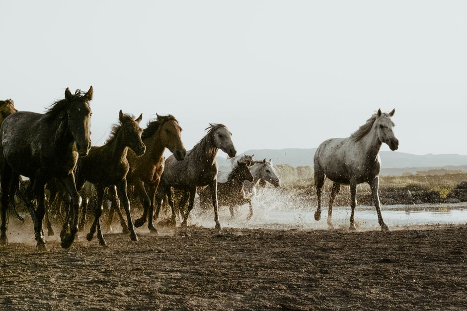 nutrition for strong horse hooves