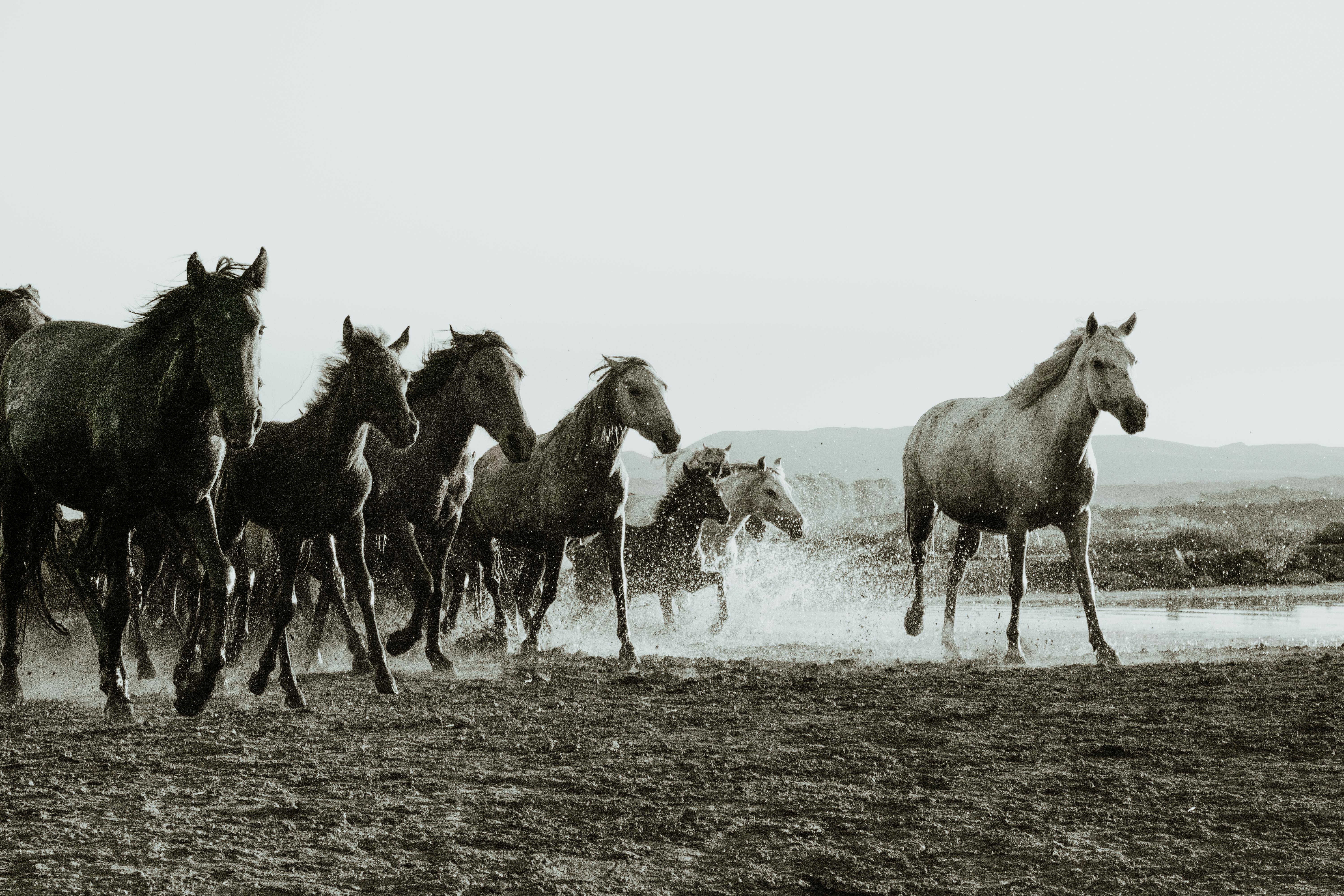 white wild horses