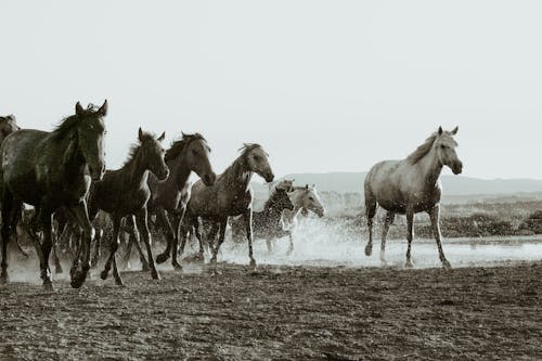 Free Wild Horses Galloping in Mud Stock Photo