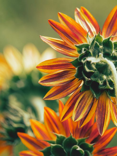 Colorful close-up of sunflowers showcasing their vibrant petals and green buds.