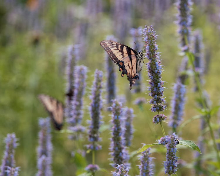 Clsoe-up Of An Eastern Tiger Swallowtail Butterfly 