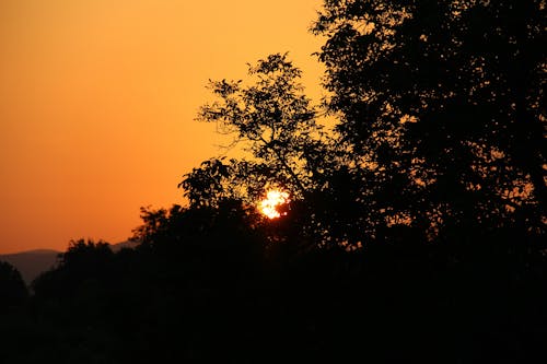 ゴールド, 日没, 木の無料の写真素材