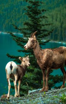 Nature scene of mountain goats by a turquoise lake in Banff, Canada.