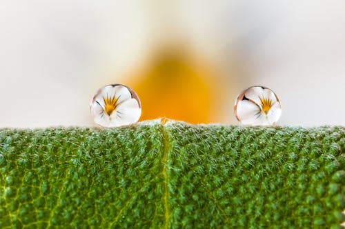 Two Dew Drops Lying on a Green Leaf