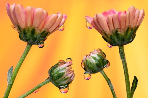 Raindrops on Pink Flowers