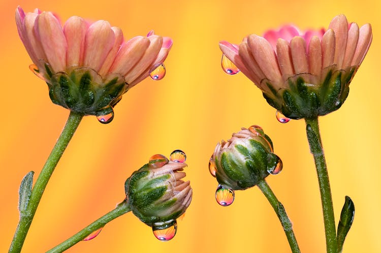 Raindrops On Pink Flowers