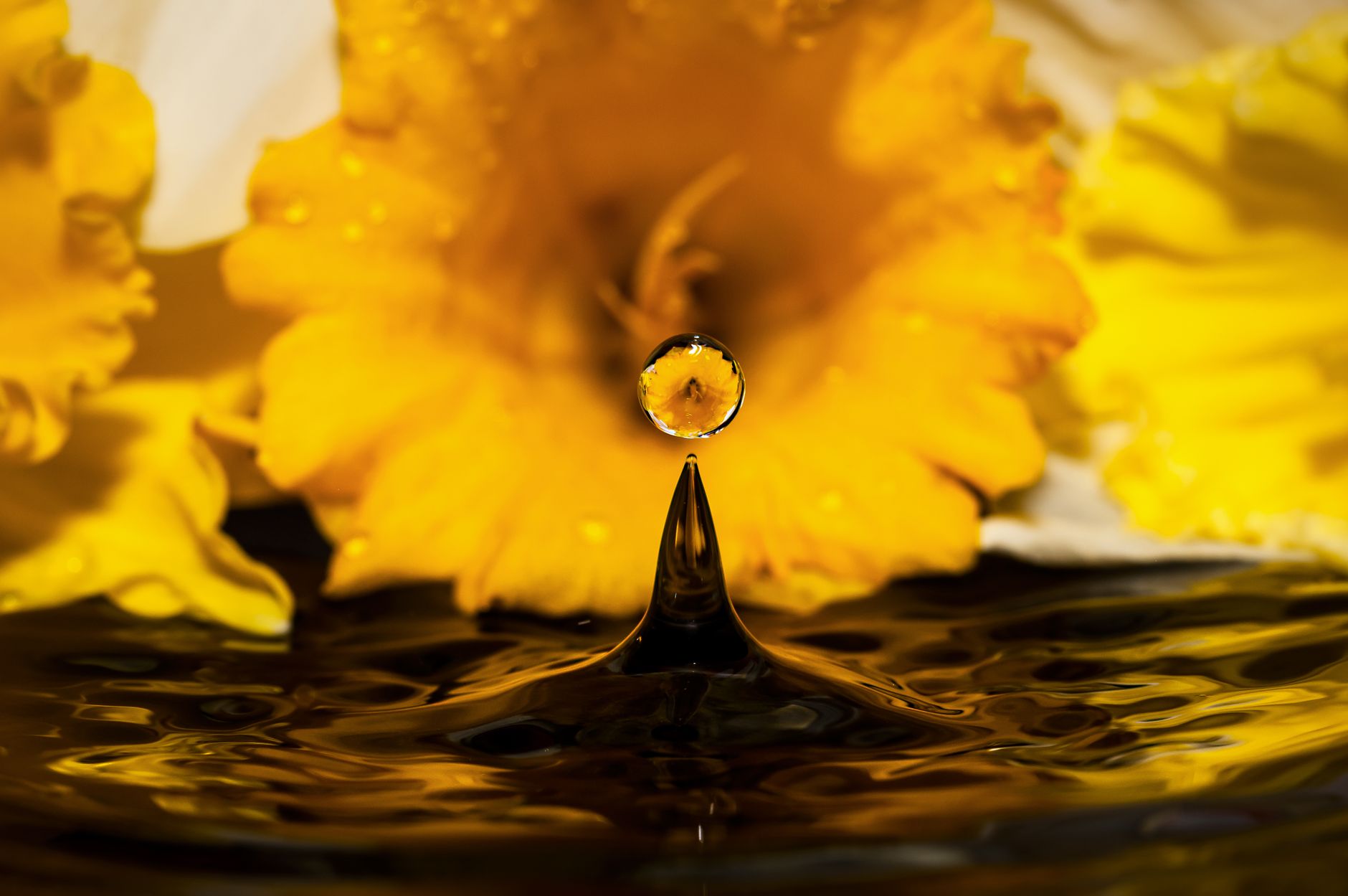 A stunning close-up of a water drop with yellow daffodils in the background, showcasing reflection and focus.
