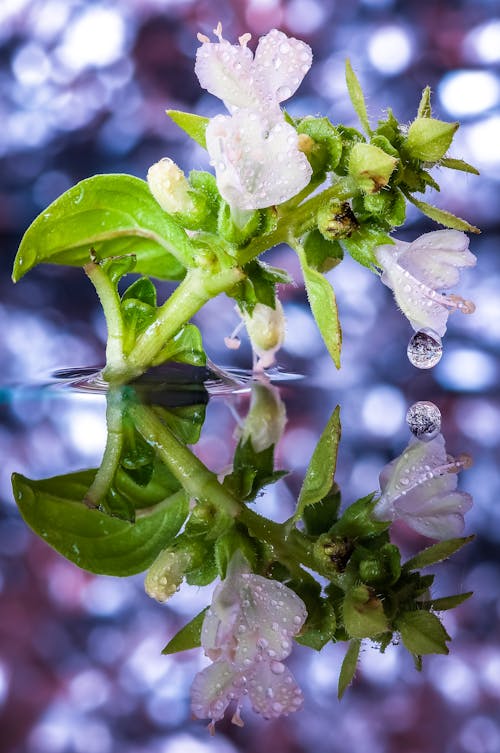 Fotos de stock gratuitas de agua, enfoque selectivo, flor