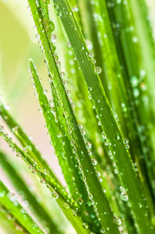 Free Green Grass Blades Covered with Dew Droplets Stock Photo