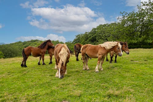 Foto profissional grátis de campina, cavalos, fotografia animal