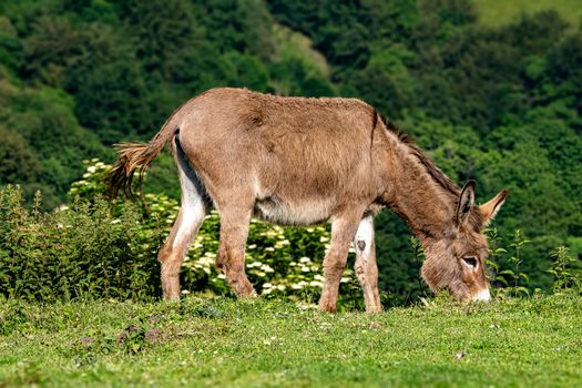 Burro