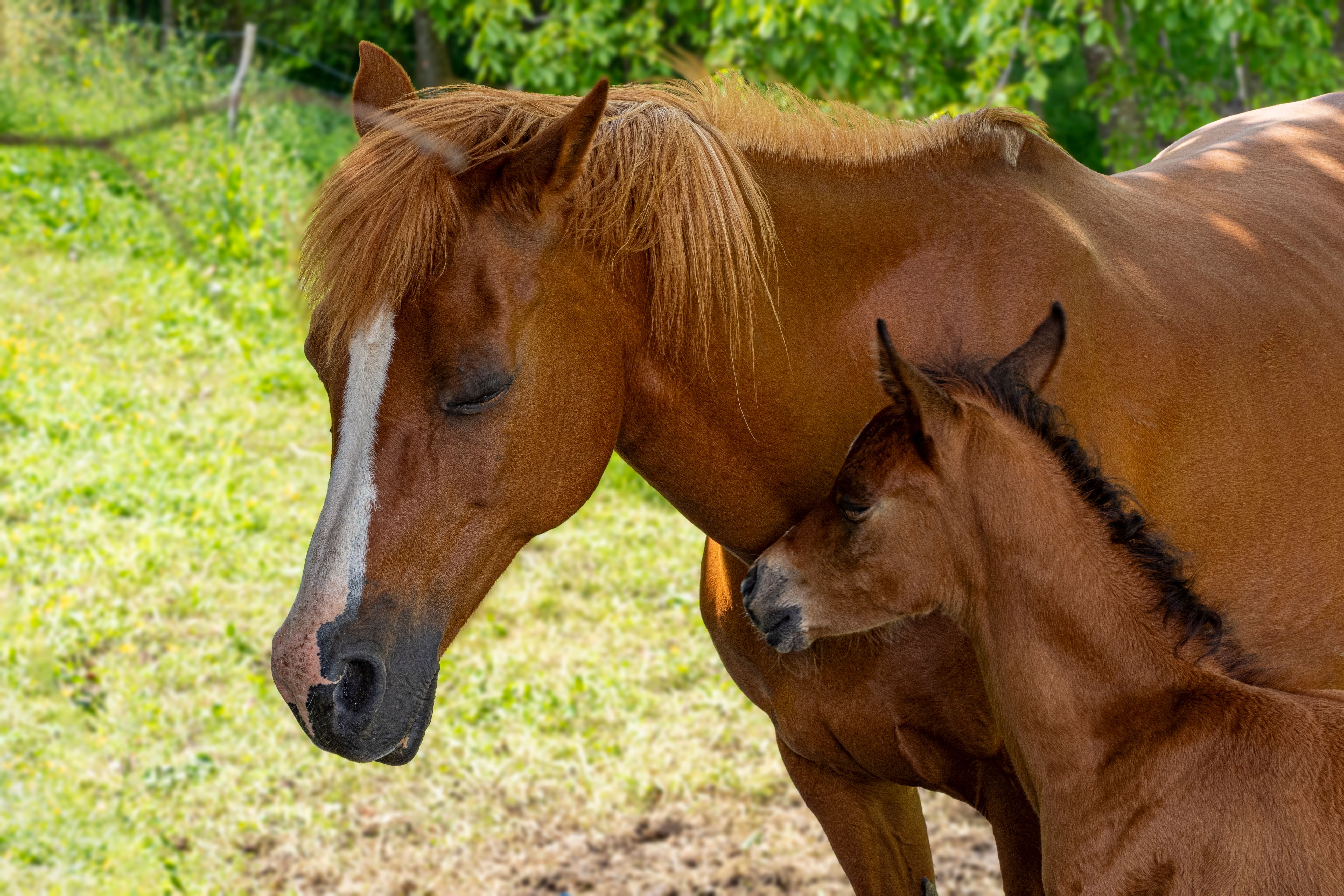 A beautiful mare and foal sharing a tender moment in a sunny rural field in Leitza, Spain.