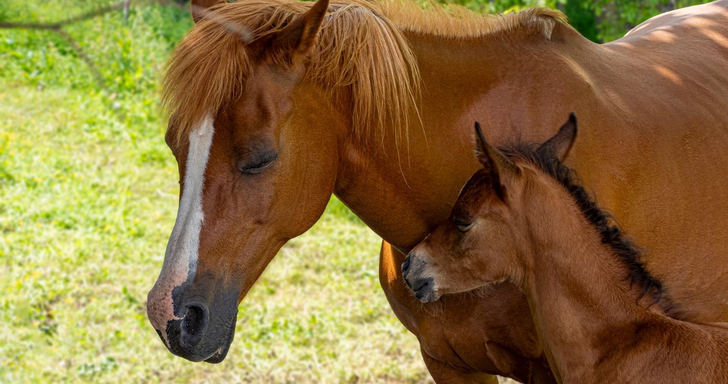 Une jument poulinière et son poulain partagent un moment complice dans un pré ensoleillé