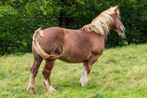 A Brown Horse Standing on a Pasture 