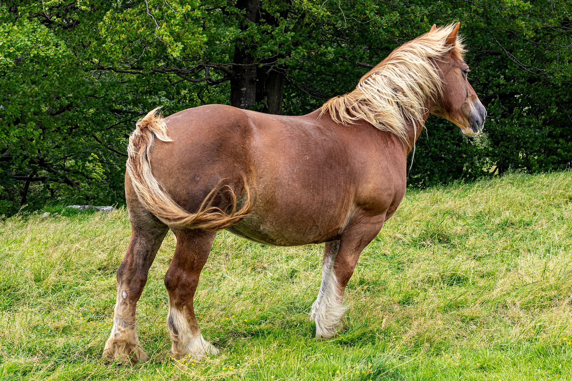 A Brown Horse Standing on a Pasture