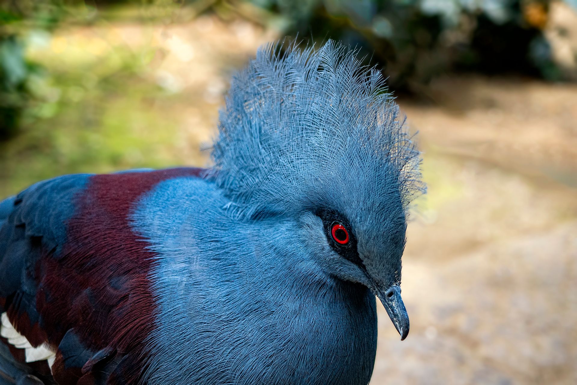Stunning close-up of a Western Crowned Pigeon showcasing vibrant plumage and striking red eyes.