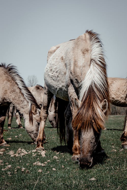 Základová fotografie zdarma na téma fotografování zvířat, hřiště, koně