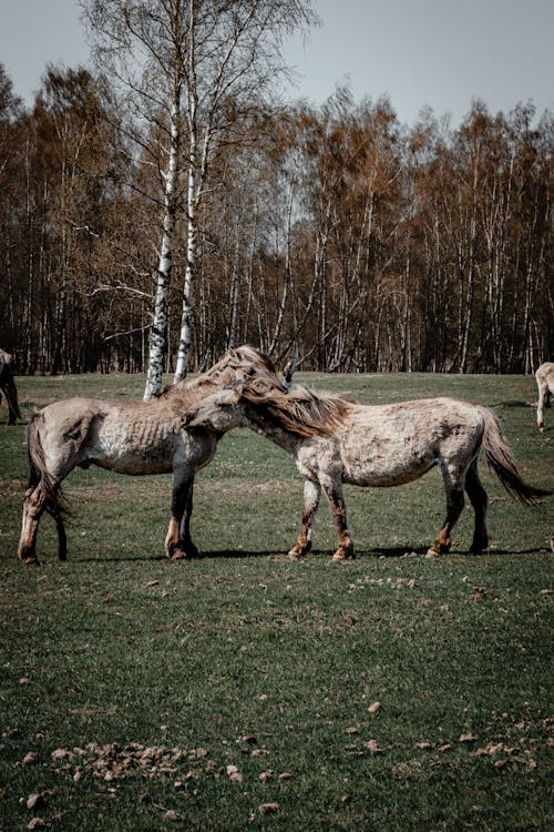 Základová fotografie zdarma na téma fotografování zvířat, hospodářská zvířata, koně