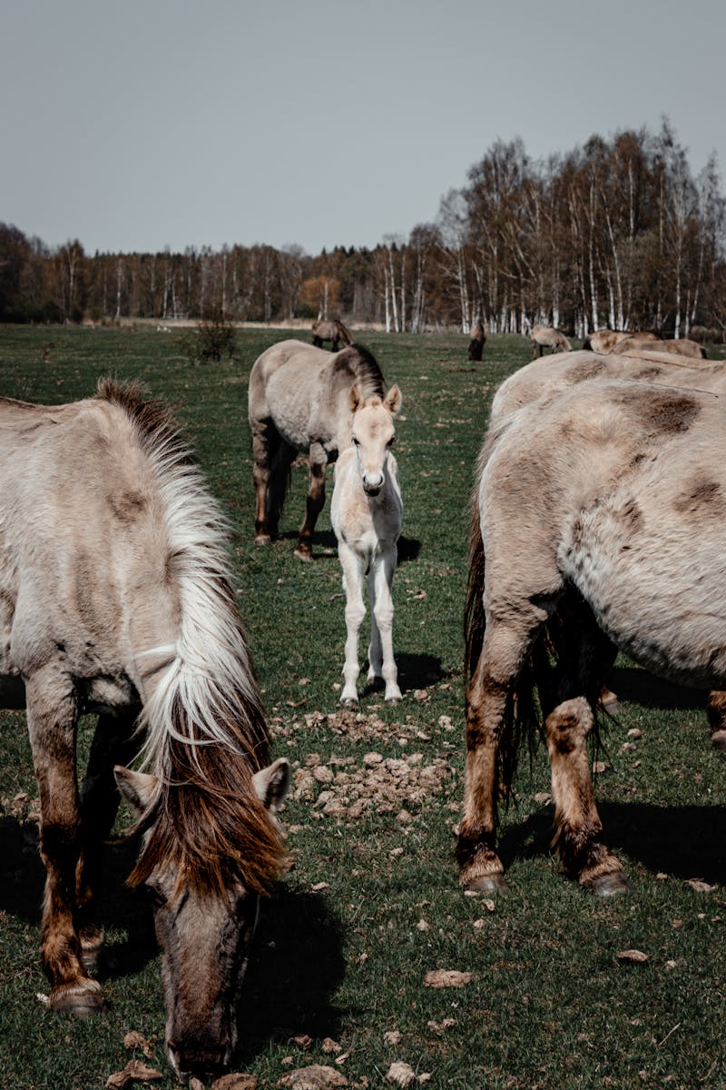 report mules