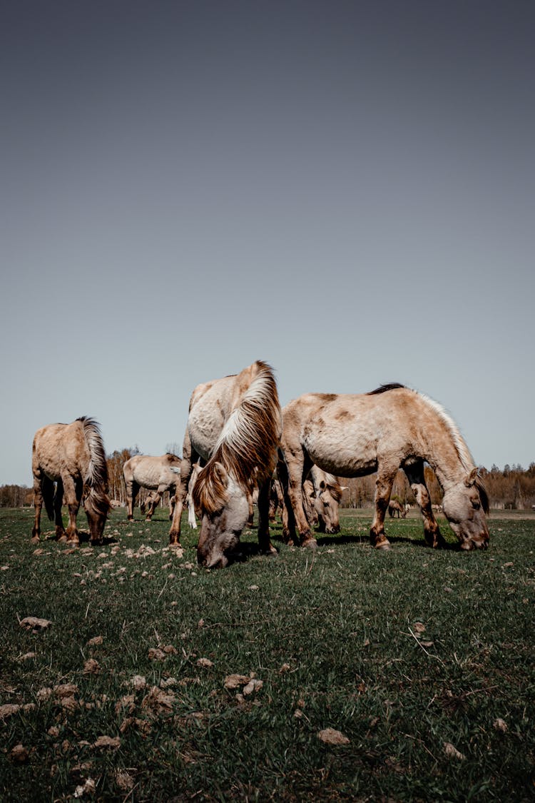 Vignette Photograph Of Mules Grazing On A Pasture