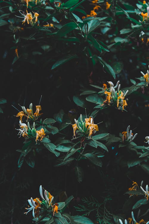 Foto profissional grátis de aumento, exuberante, flores