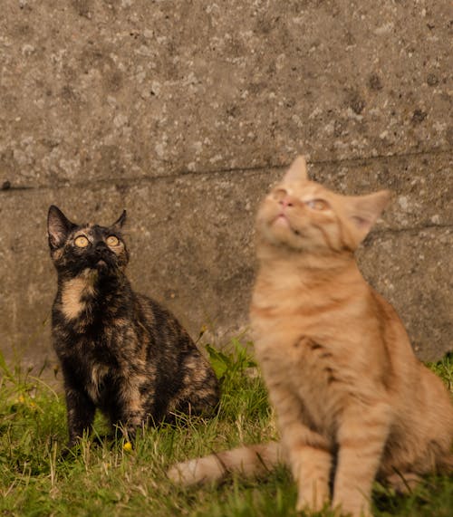 Foto profissional grátis de açãoparaanimais, amante de gatos, animal