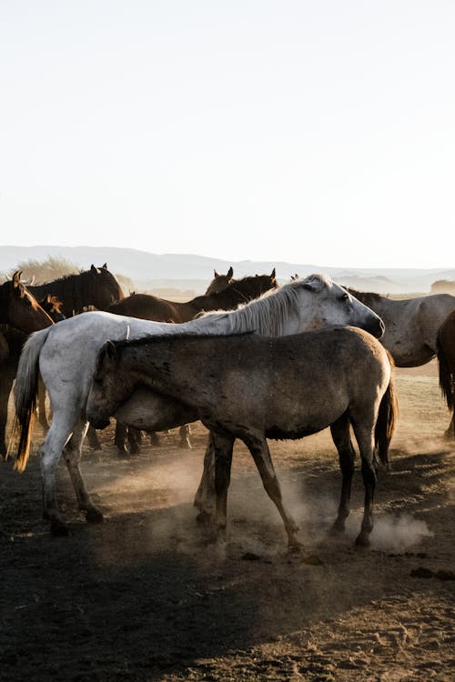 Δωρεάν στοκ φωτογραφιών με mustangs, αγέλη, άγρια άλογα