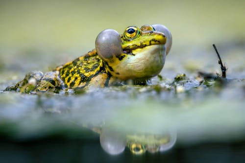 Kostenloses Stock Foto zu essbarer frosch, nahansicht, natur