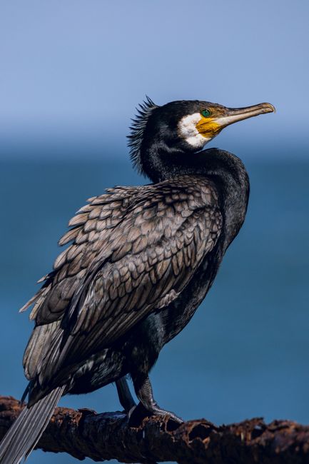 A great cormorant perches on a branch with a blue ocean background in a wildlife setting.