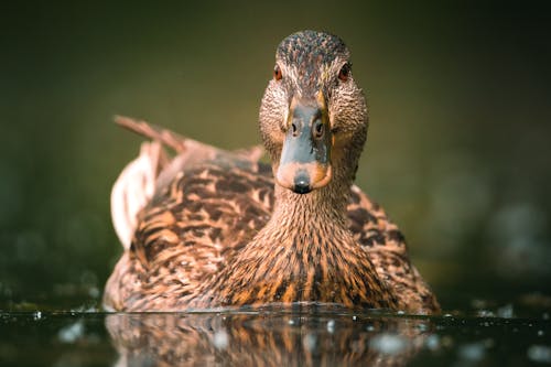 Foto stok gratis alam, bebek, burung