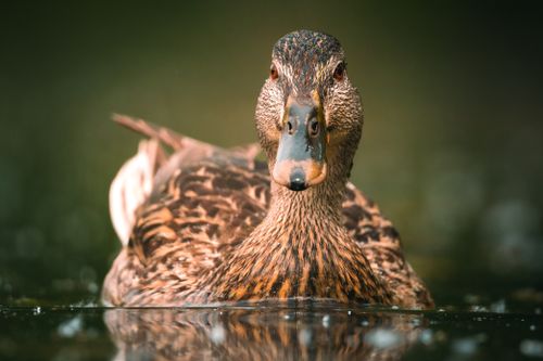 Free Stunning close-up of a female mallard duck (Anas platyrhynchos) floating serenely on calm water. Stock Photo