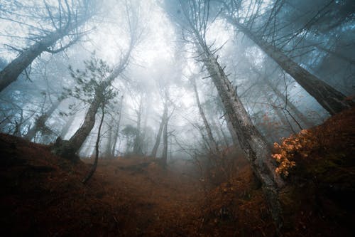 Free Fog over Trees in Deep Forest Stock Photo