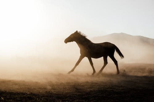 Imagine de stoc gratuită din cal, câmp, fotografie de animale