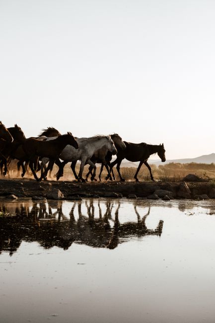 A herd of wild horses reflected perfectly in a tranquil pond, capturing the beauty of nature.