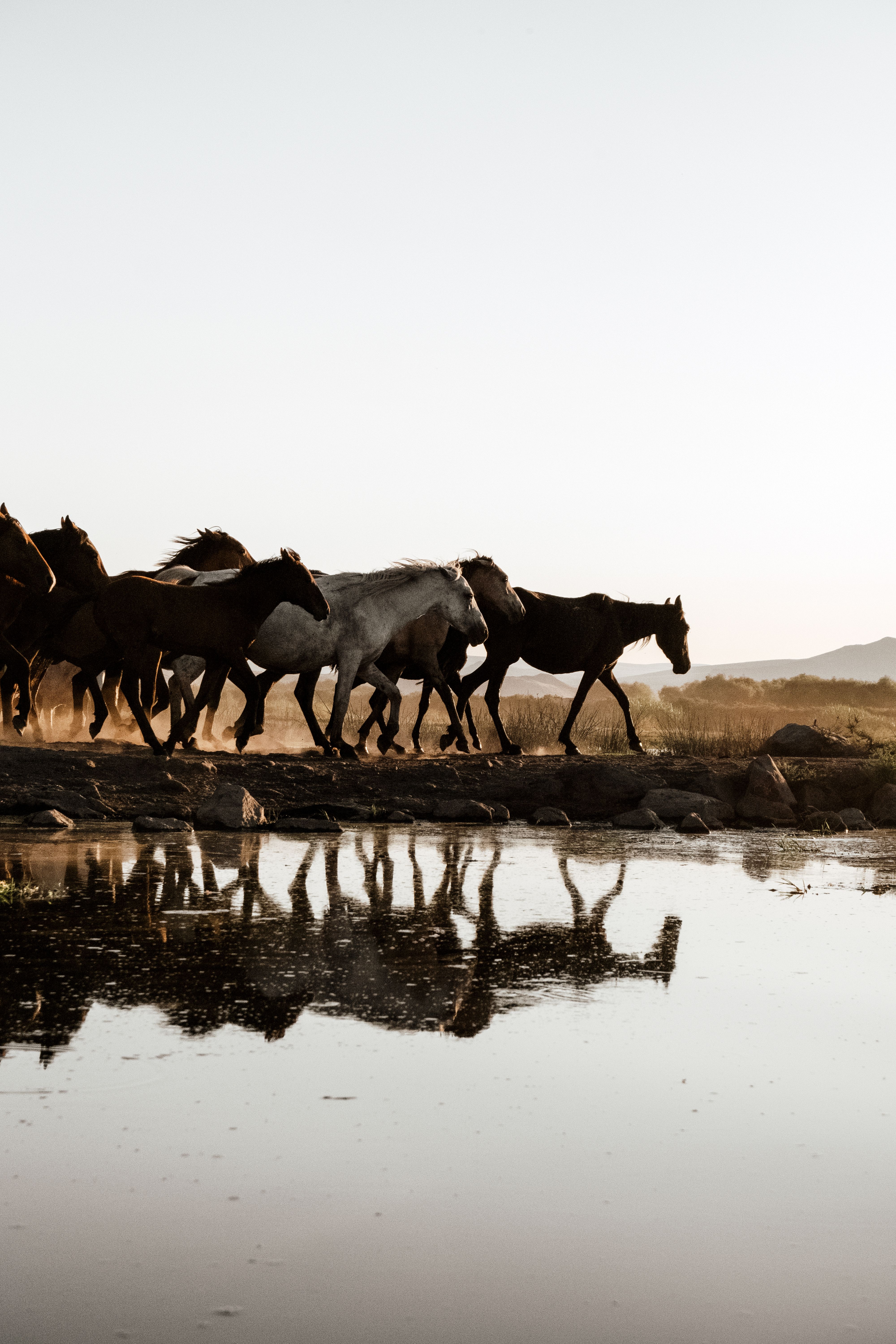 Wild Horses Galloping in Mud · Free Stock Photo