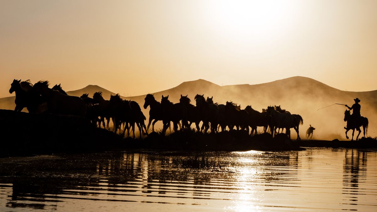 Photographier les chevaux de Camargue à laube spots lumière automne - illustration