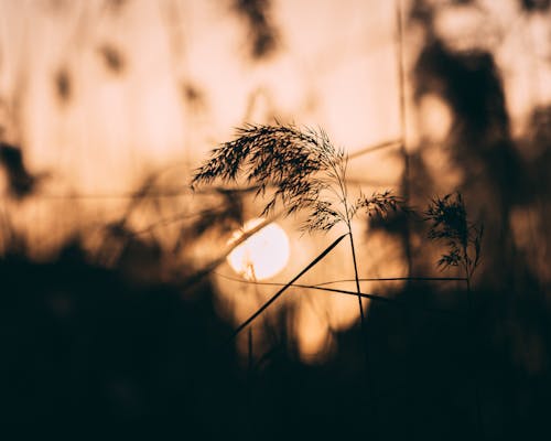 Ilmainen kuvapankkikuva tunnisteilla auringonlasku, kaislat