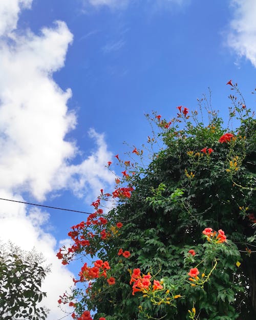 Free stock photo of blooming tree, istanbul