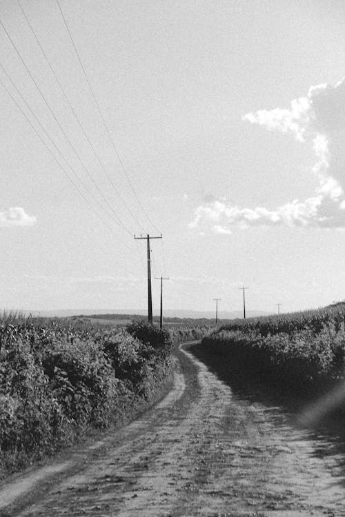 Photos gratuites de chemin de terre, clairière, noir et blanc