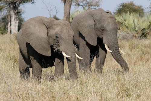 Close-up of Elephants in the Wilderness 