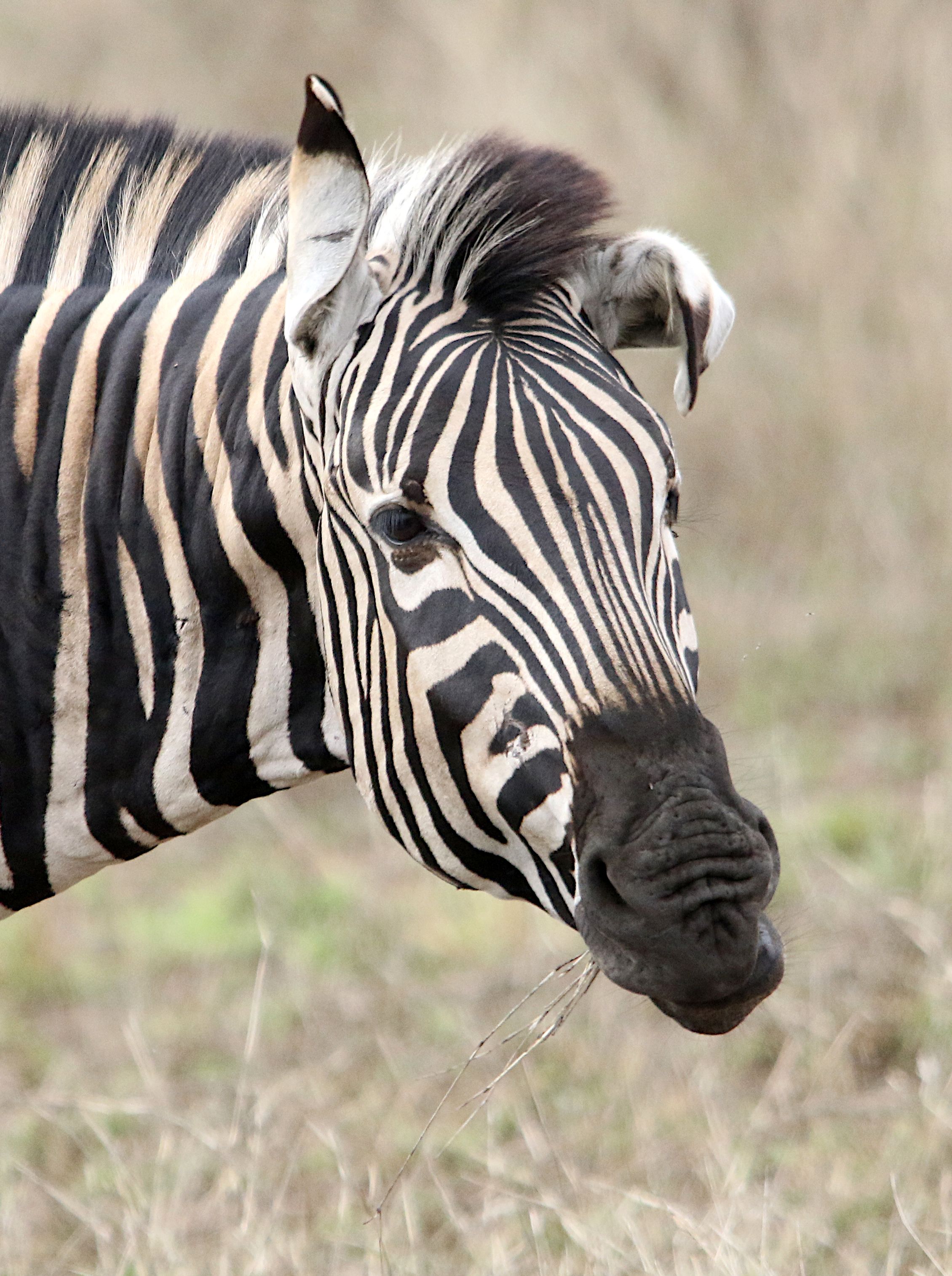 Close-up of the Head of a Zebra · Free Stock Photo