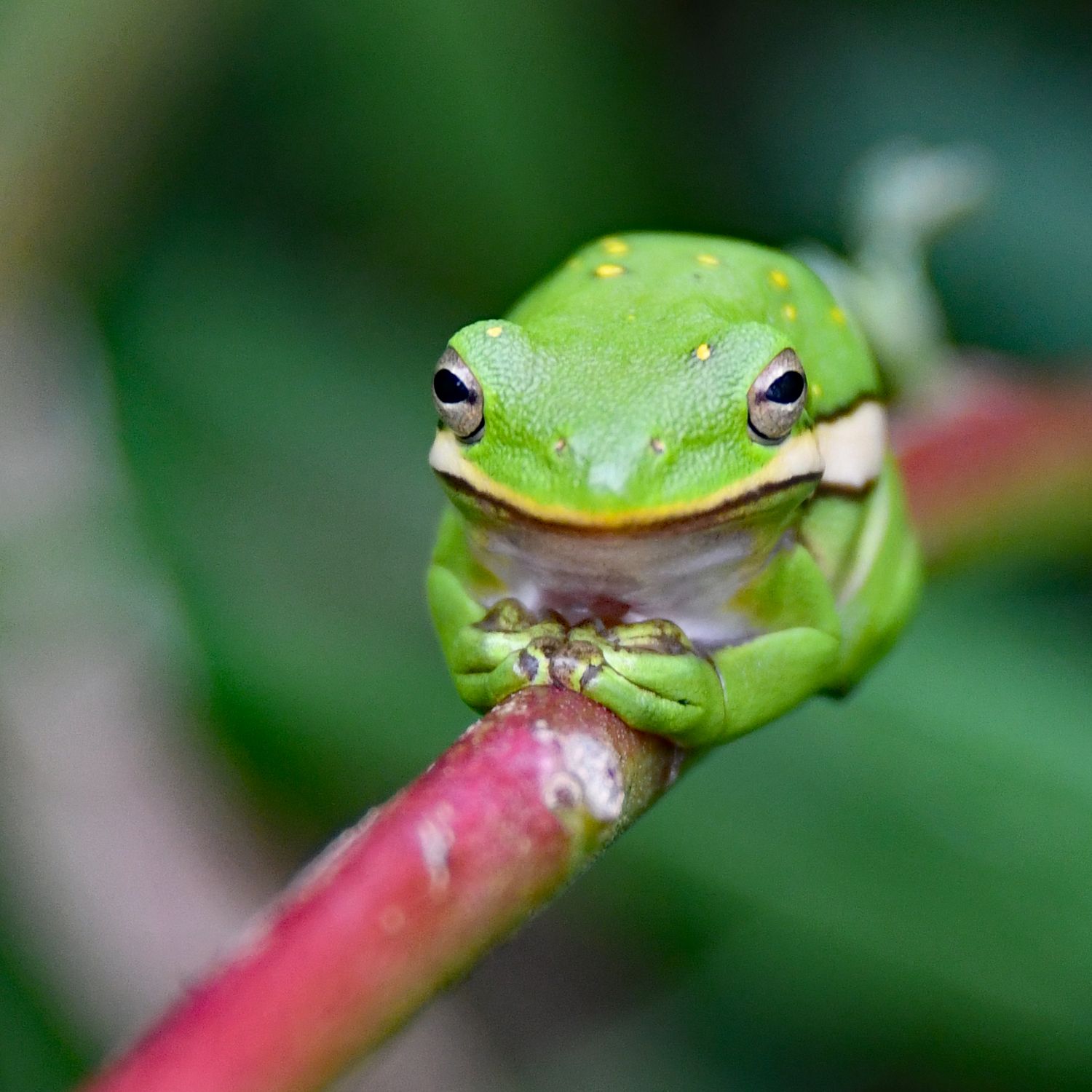 Close up Of A Australian Green Tree Frog Free Stock Photo close-up-of-a-australian-green-tree-frog-free-stock-photo
