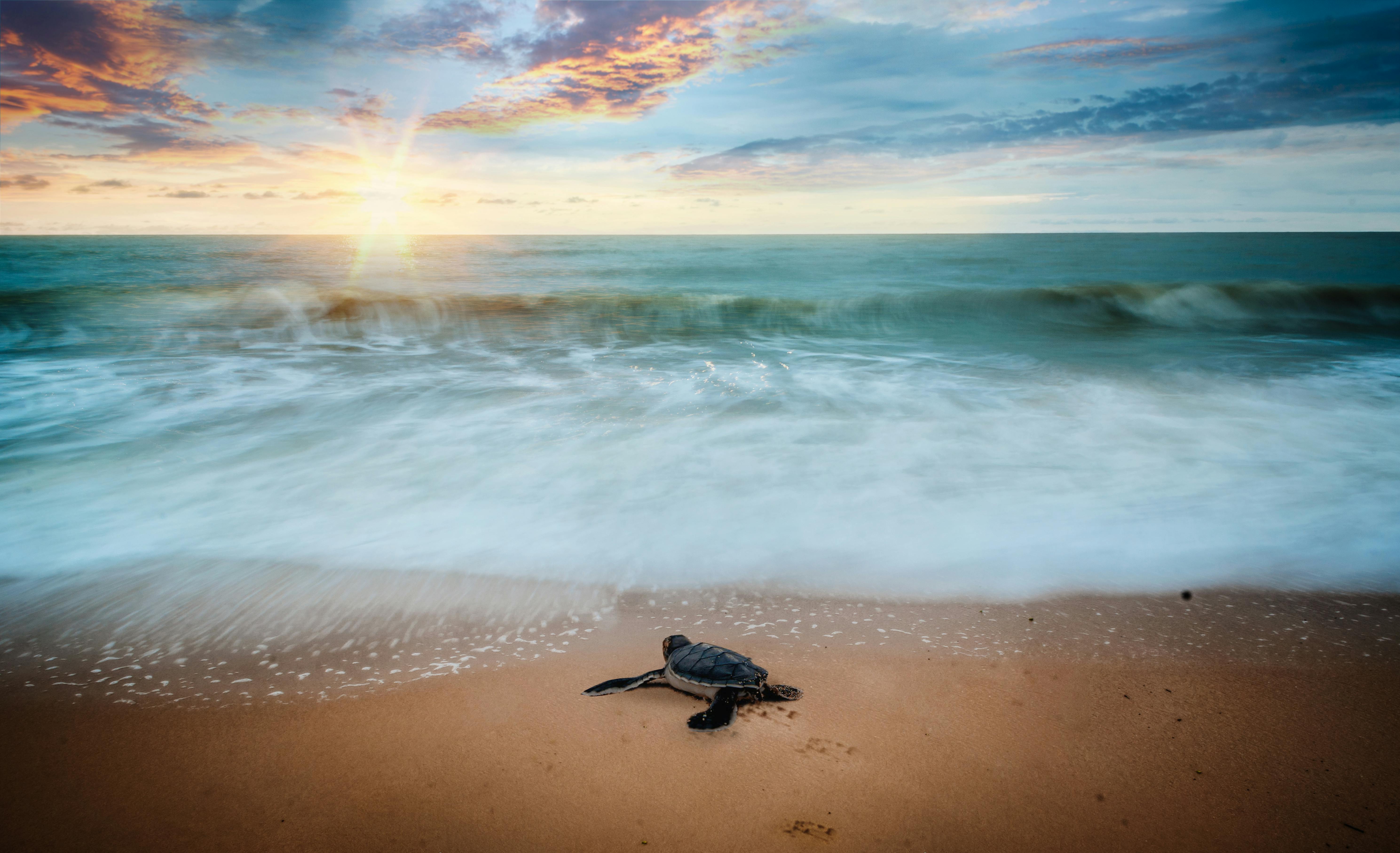 sea turtle beach wallpaper