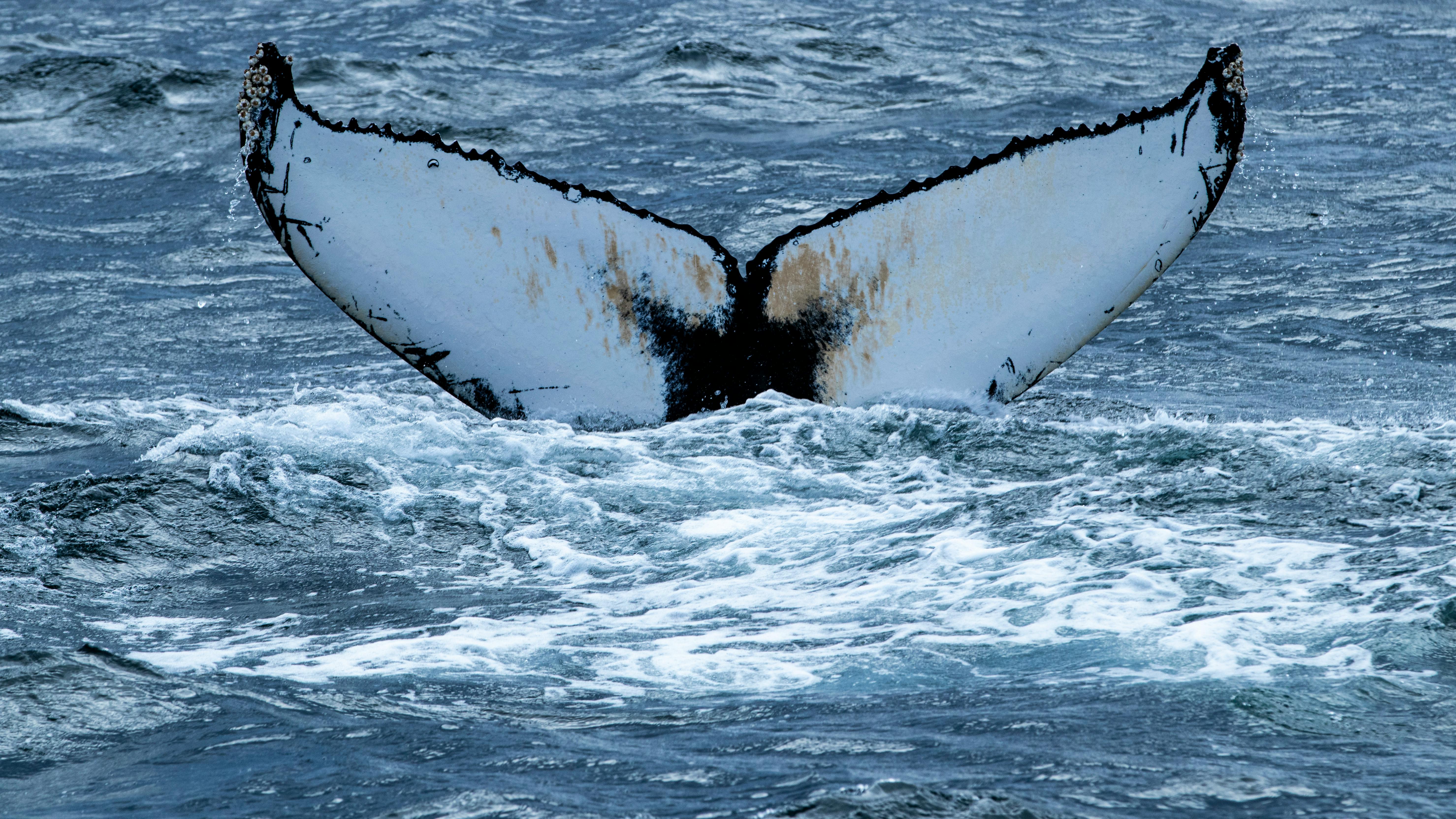 Close-up of a humpback whale tail in the ocean near Ísafjörður, Iceland.